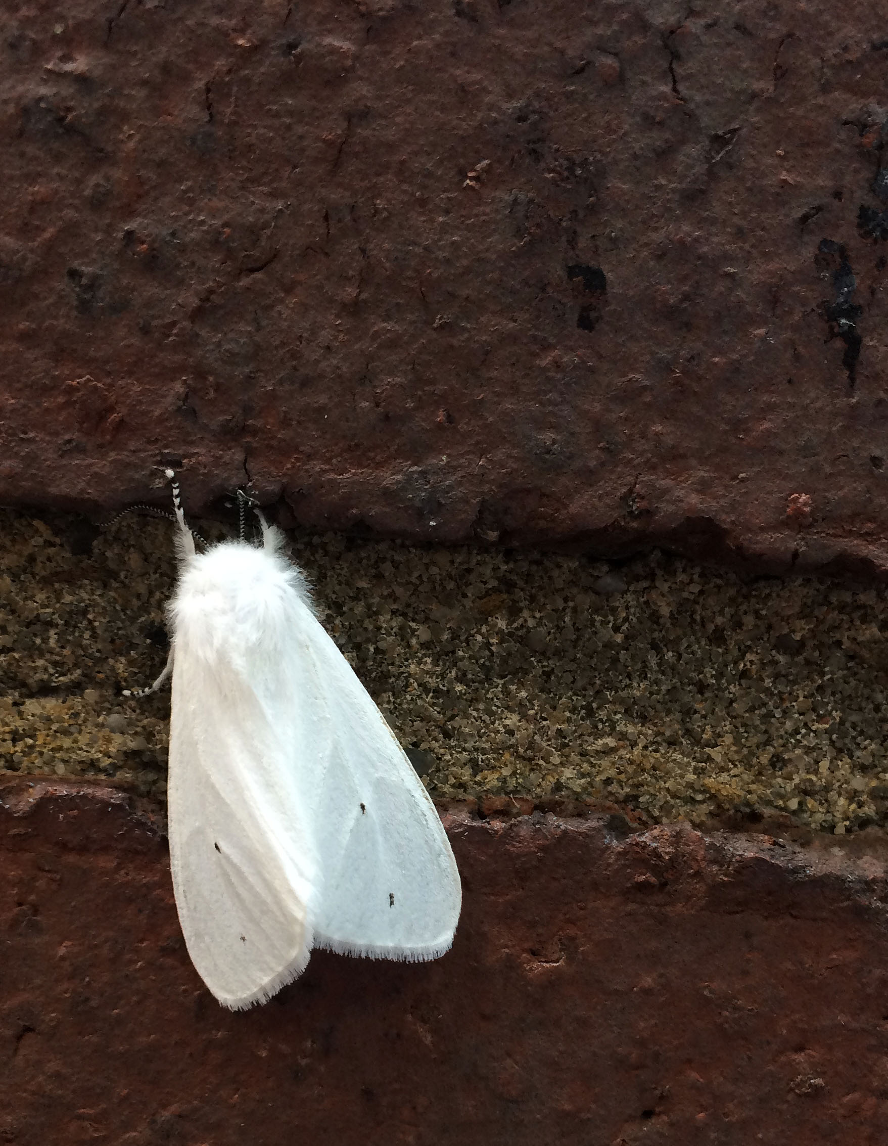 white moth