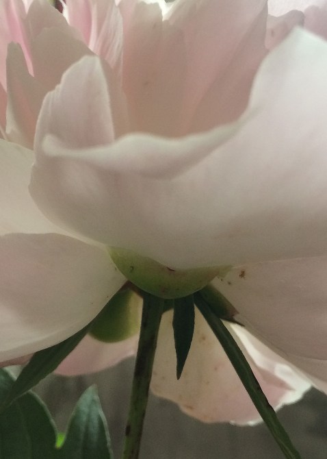 bottom of peony