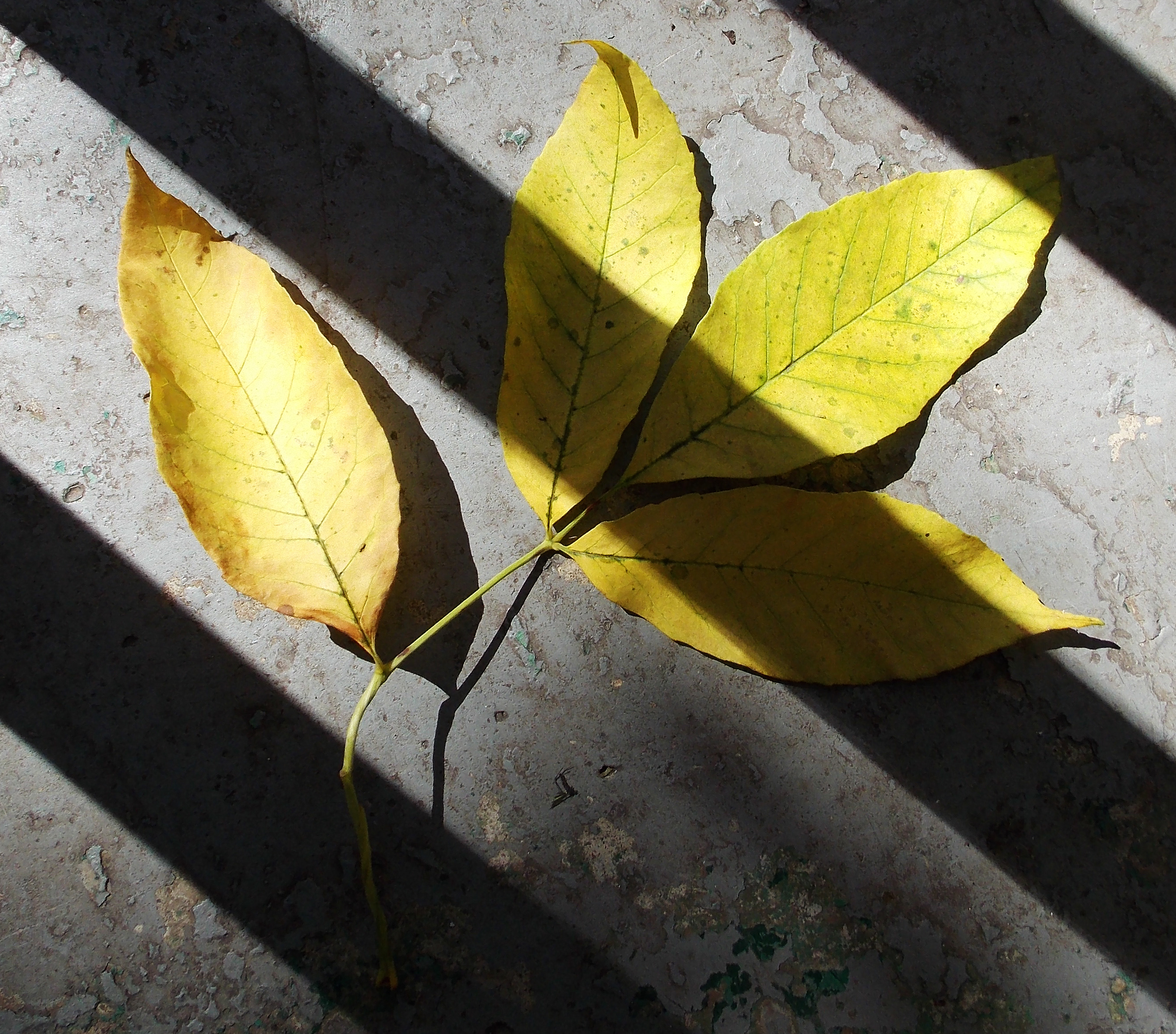 leaves with shadows