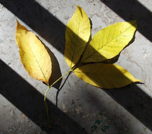 leaves with shadows
