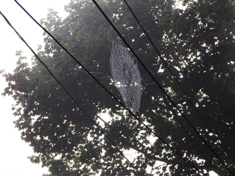 spider web in wires2