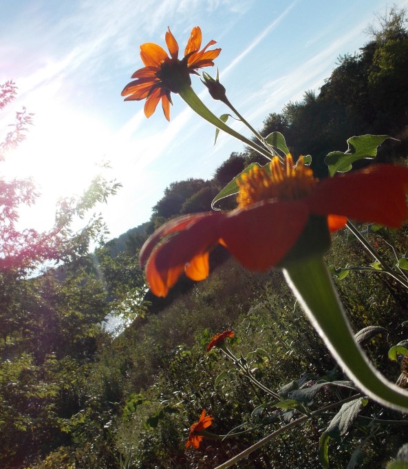 crooked horizon line flowers