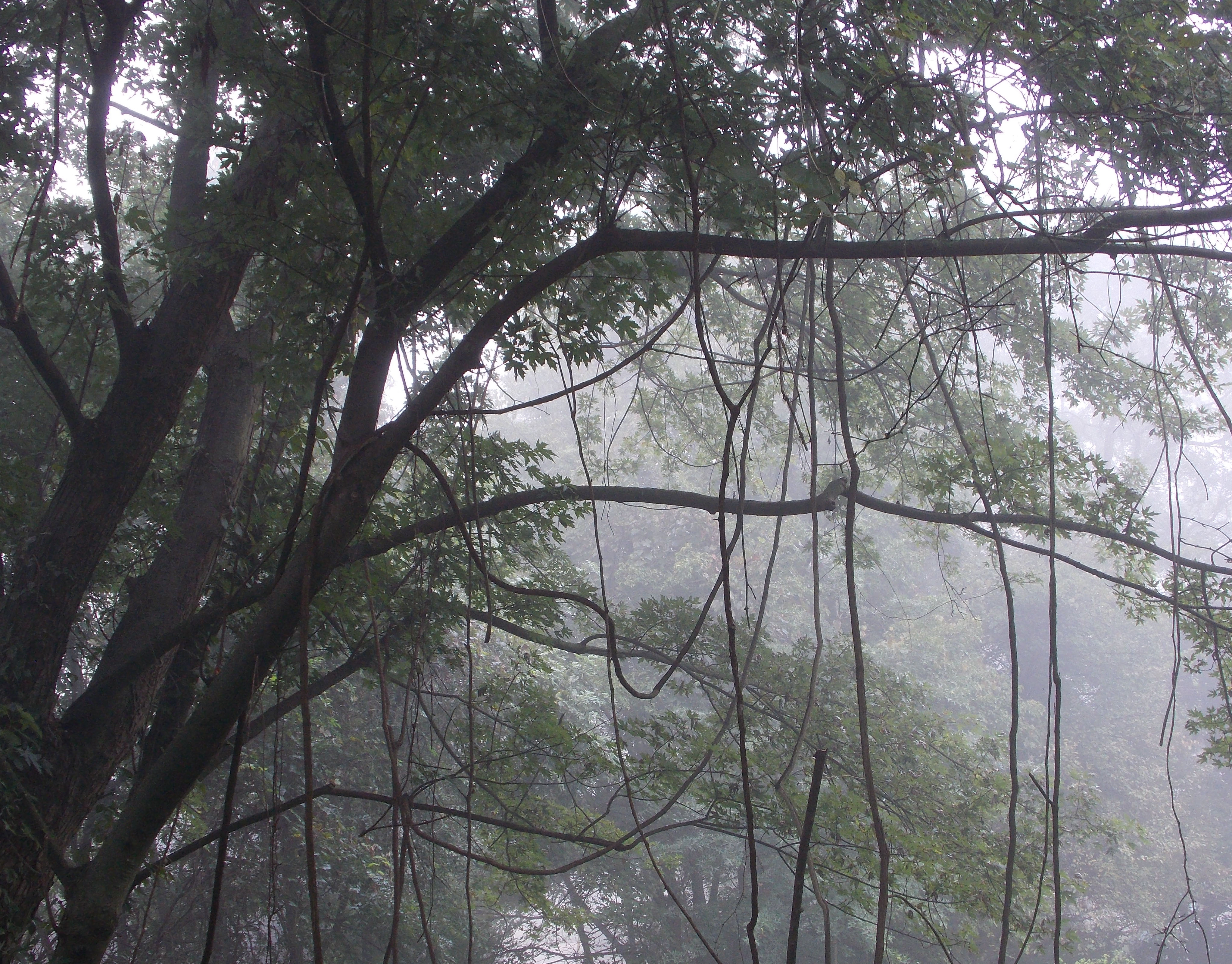 trees in fog w hanging brches