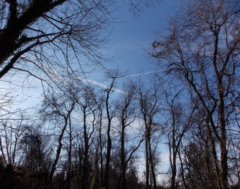 blue skies with leafless tress