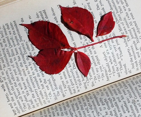 leaf on book
