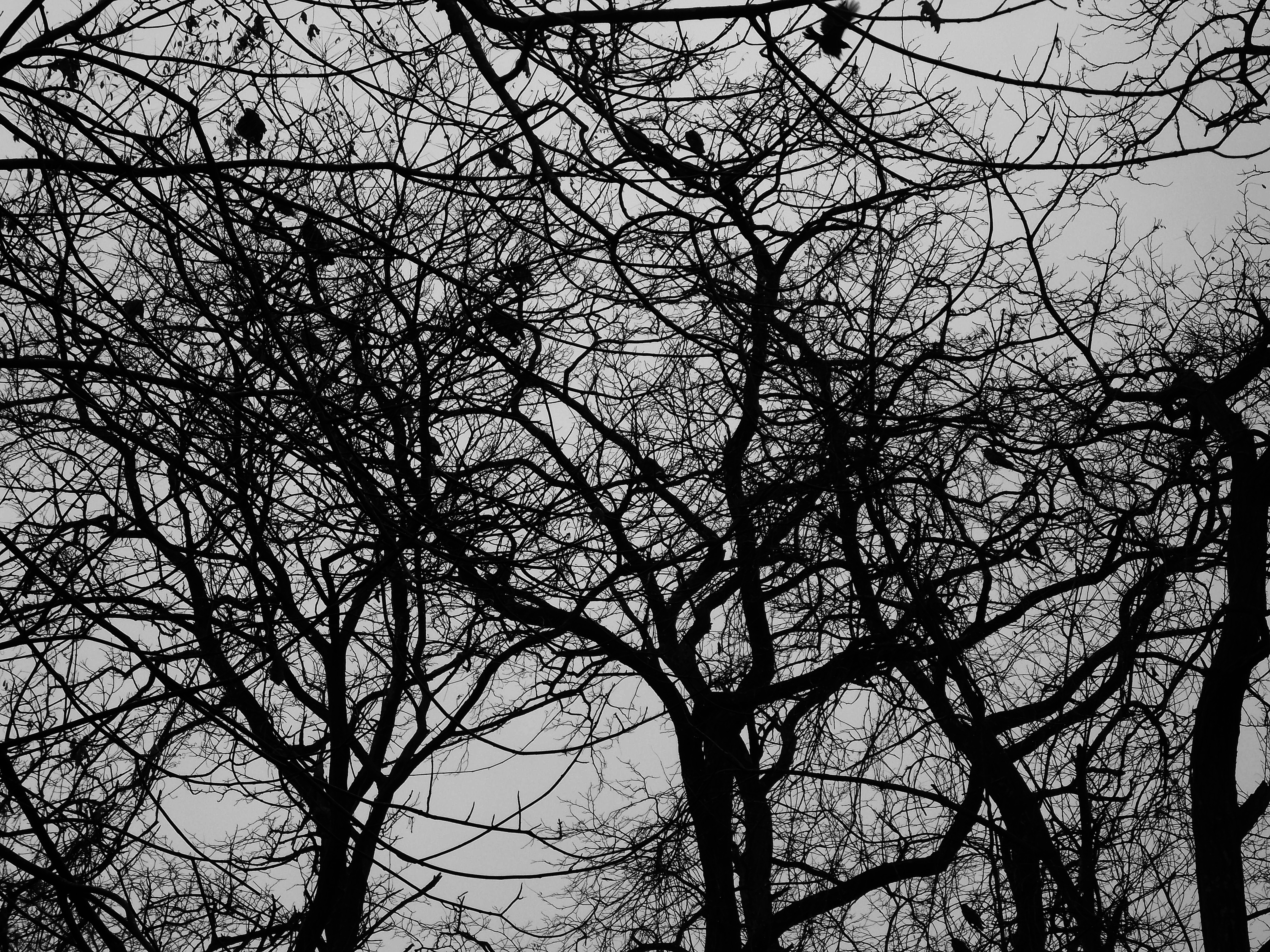 flying black bird in winter