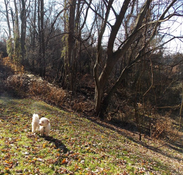 juliet with forest background