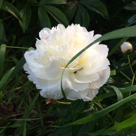 peony
