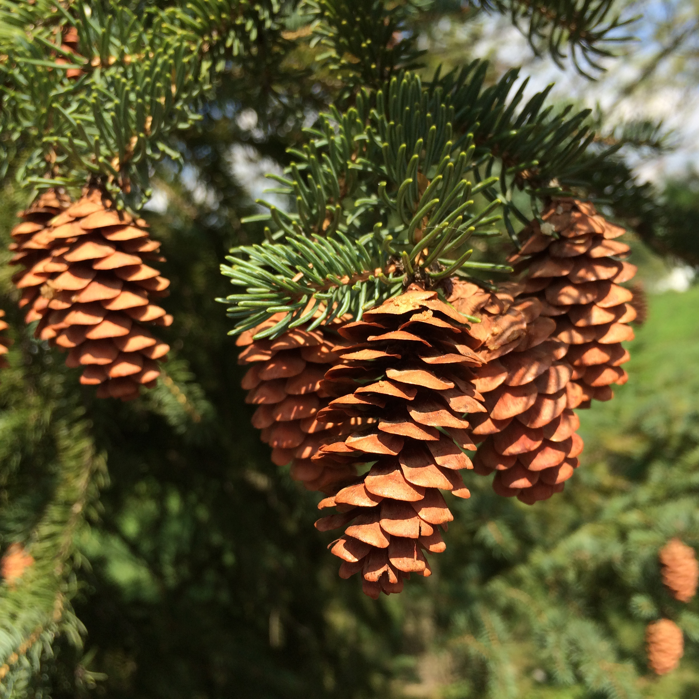 pine cones