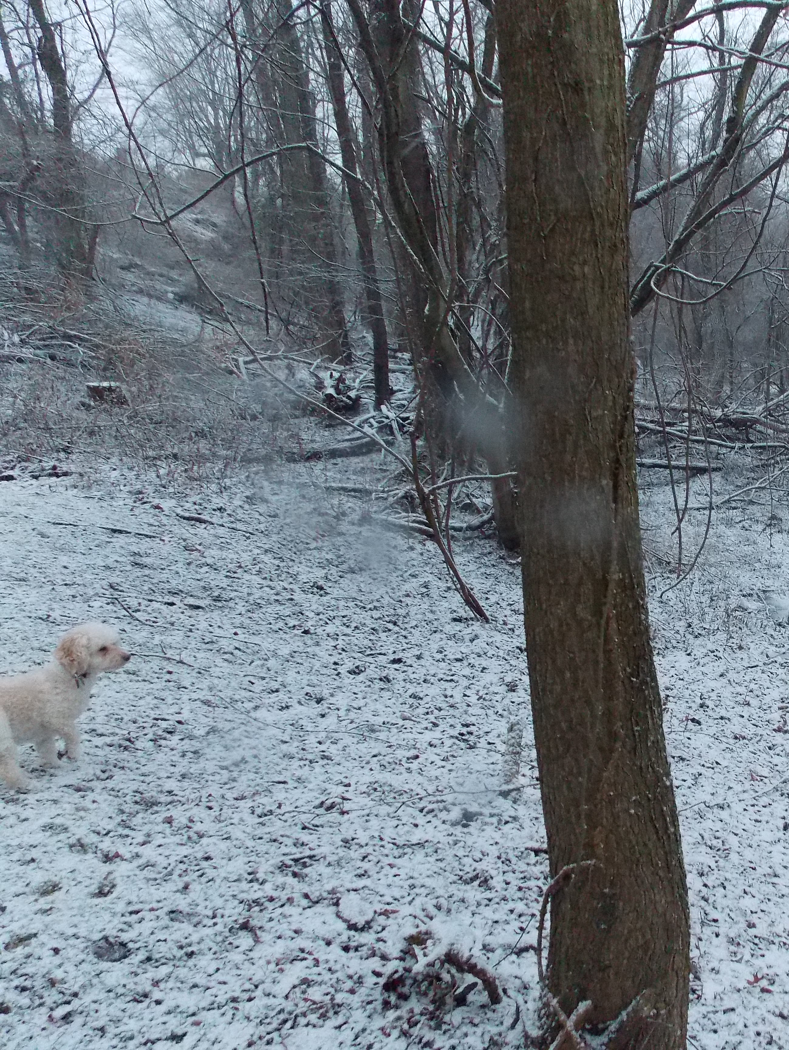 juliet with snow and trees