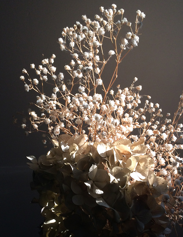 babys breath in sun