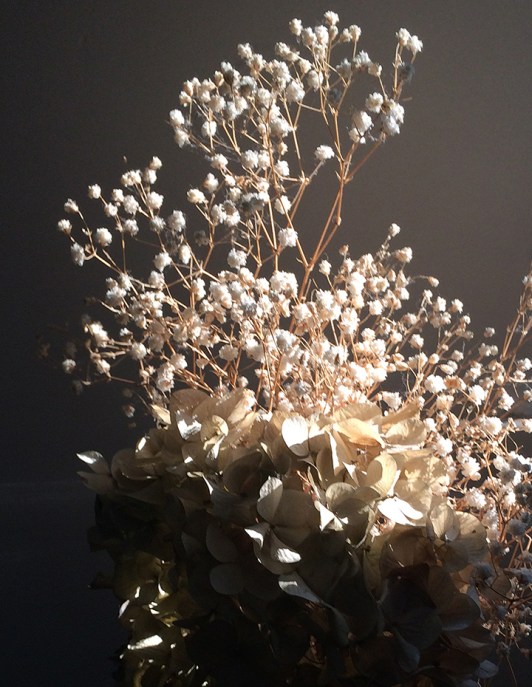 babys breath in sun