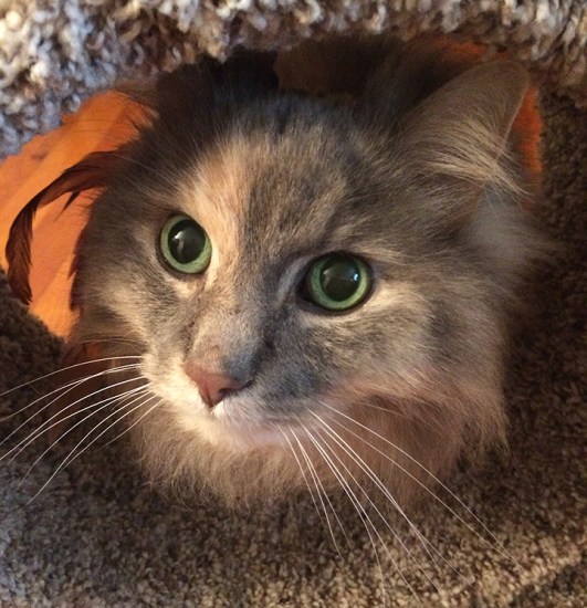 jasmine with feathers