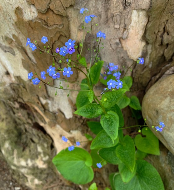 forget me nots