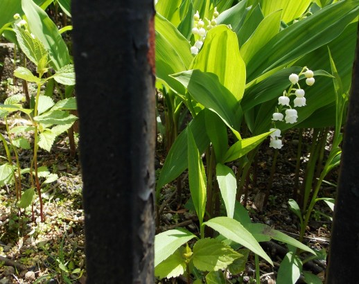 lillies of the valley
