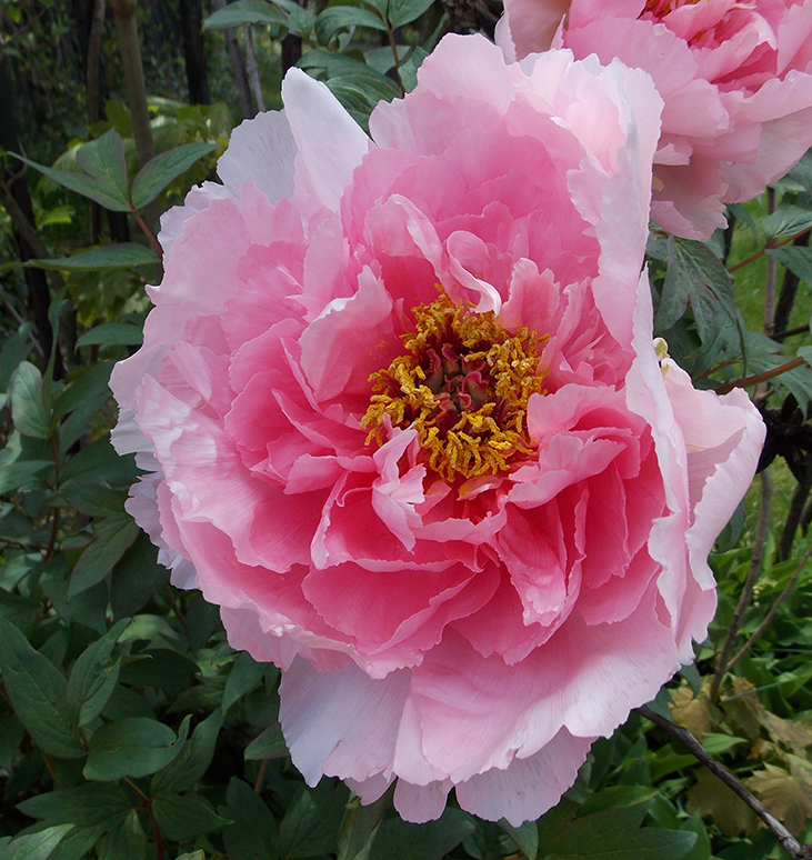 pink peony