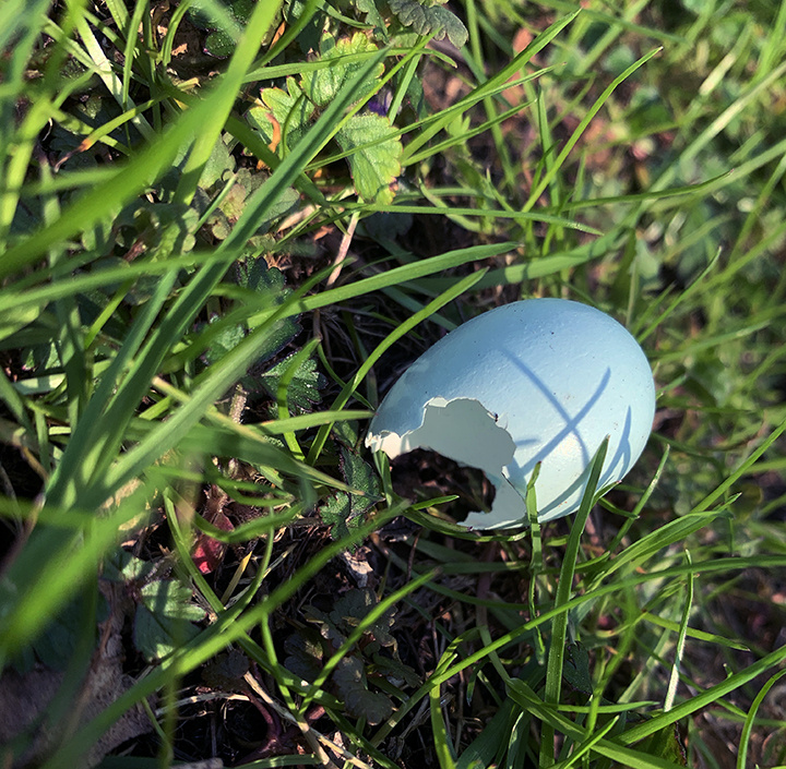 robins egg