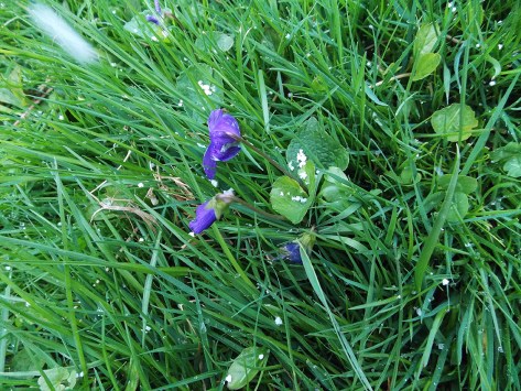 snow on violets