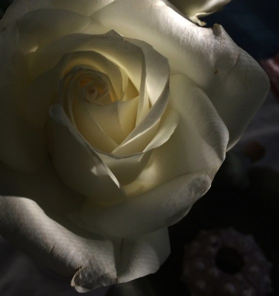 rose in the morning light