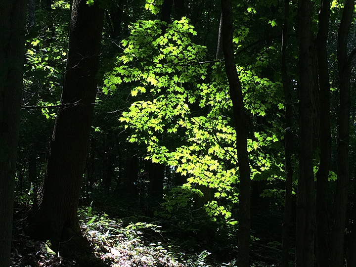 light through the forest