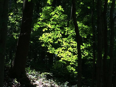 light through the forest